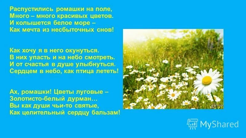 Песня расцвели ромашки. Ромашка степная полевая. Ромашка расцветает. Ромашка цветет октябрь. Ромашки в октябре.