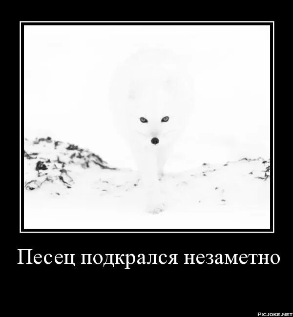 Писец подкрался незаметно прикол. Маразм подкрался незаметно. Мороз подкрался незаметно. Мороз подкрался незаметно. Мороз подкрался незаметно.