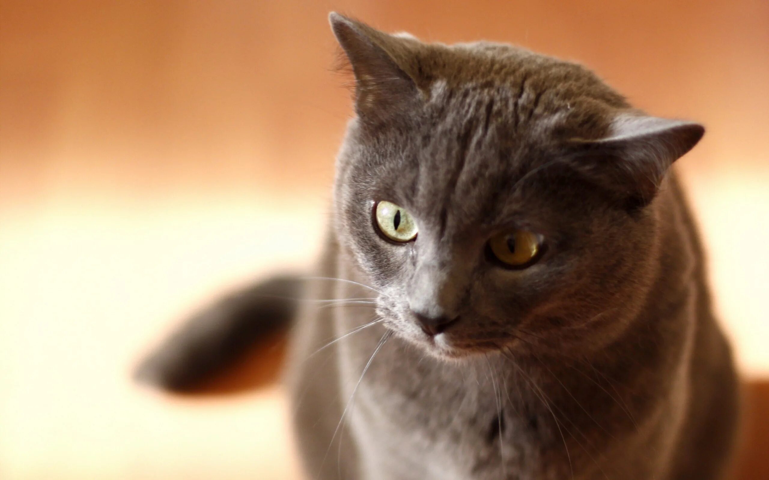 Cat org