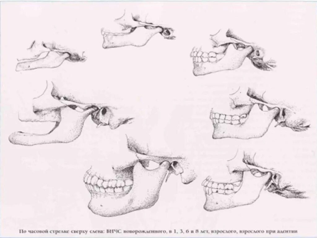 Возрастные изменения ВНЧС. ВНЧС костные структуры.