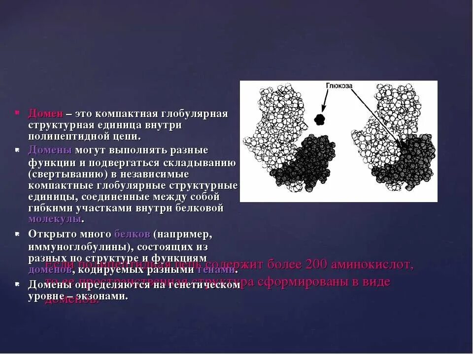 Структурная единица цепи. Домены в полипептидной цепи. Глобулярные белки. Глобулярные белки и домены.