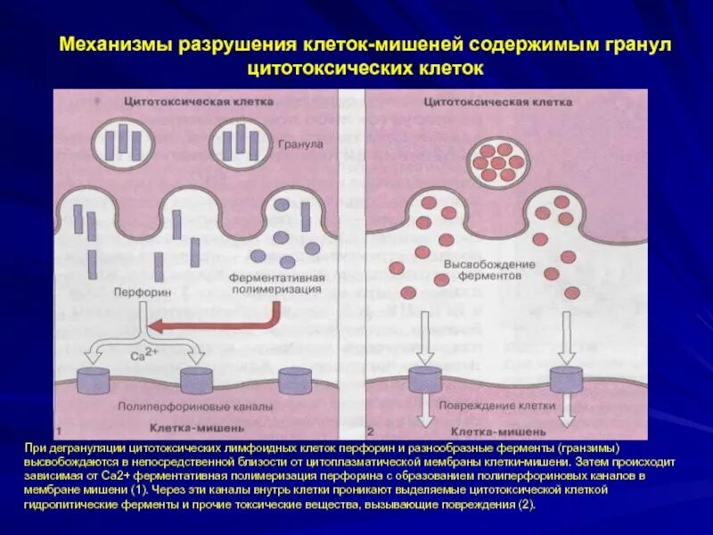 Разрушающий механизм. Аутоиммунные заболевания клетки мишени. Механизм разрушения клеток мишеней иммунология. Перфорин гранзимовый механизм апоптоза. Т клетки при аутоиммунных заболеваниях.