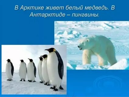 На каком полюсе пингвины и белые медведи