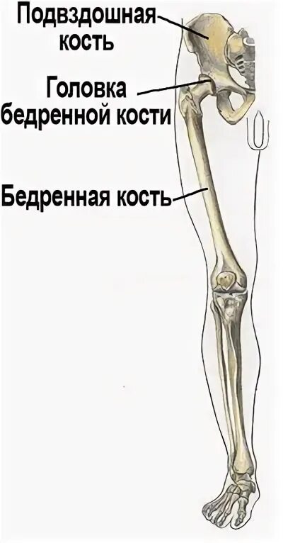 Подвздошная кость. Подвздошная кость где. Подвздошная кость где находится. Подвздошной кости где находится.