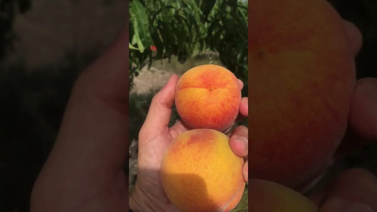 How to plant Peach آڑو کی کون سی قسم اسلام آباد اور گرم علاقہ جات کے لیے - YouTu
