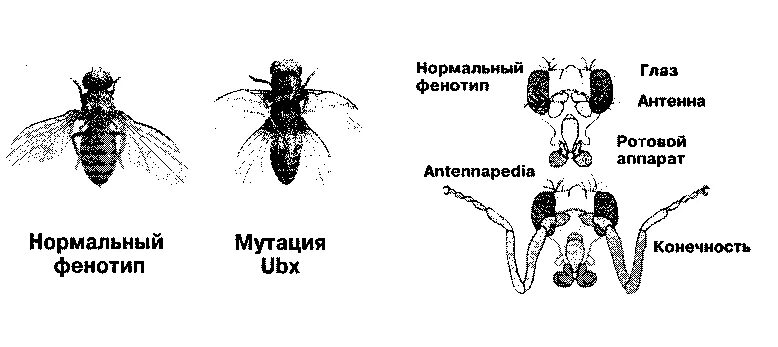 Таблица сравнения нормальных и мутантных форм дрозофил. Типы ротовых аппаратов насекомых. Нормальные и нормальные формы дрозофил. Антеннопедия у дрозофилы.