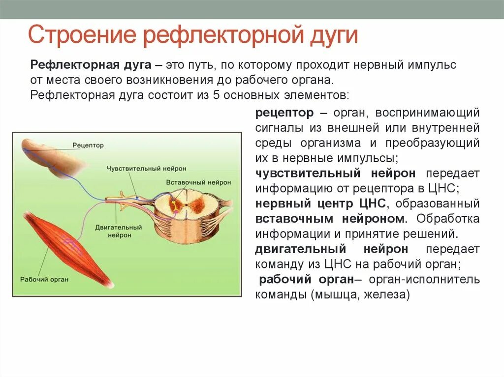 Строение рефлекса