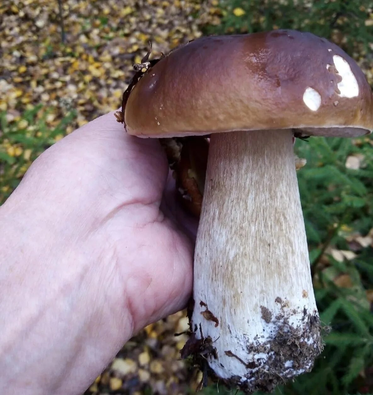 Go mushrooming