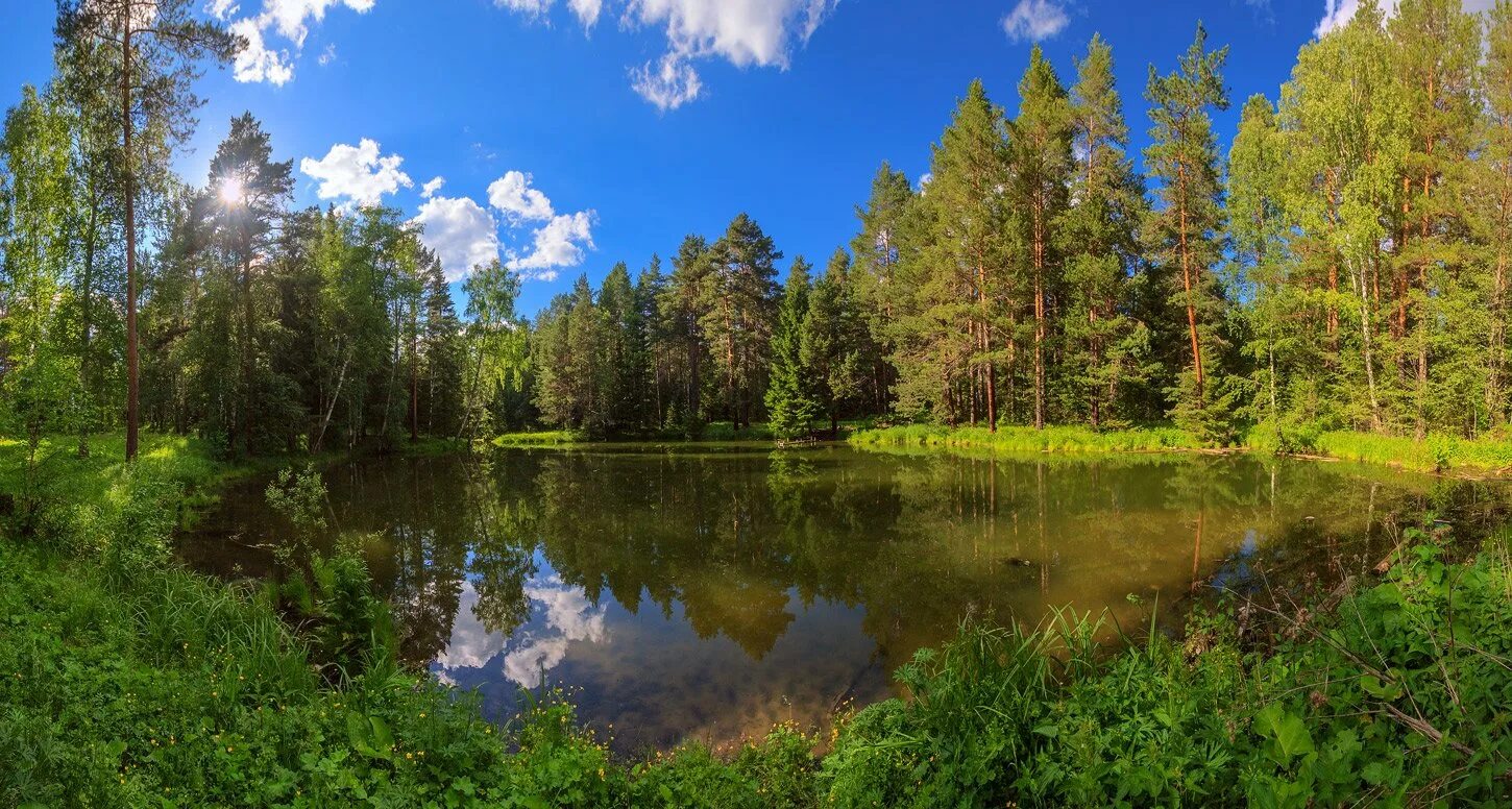 Хвойные смешанные широколиственные леса россии. Смешанный и широколиственный лес россии. Эстония лесные озера. Смешанный лес. Осень зона смешанных и широколиственных лесов.