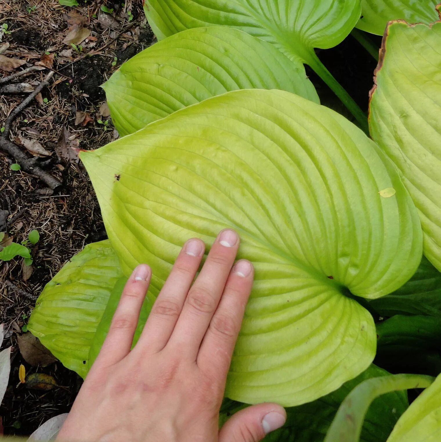 Сорта хост гигантов. Хоста empress wu. хоста функия. хоста hosta sum &amp; substance. хоста гигант императрица.
