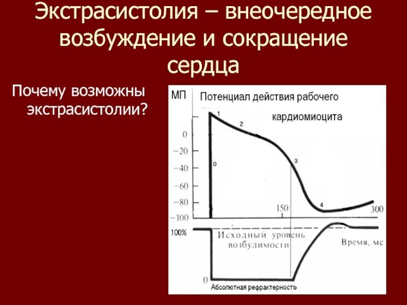 Возбудимость сердца это. Фазы изменения возбудимости сердечной мышцы. возбудимость сердечной мышцы. возбудимость типичного кардиомиоцита. возбудимость рабочего кардиомиоцита.