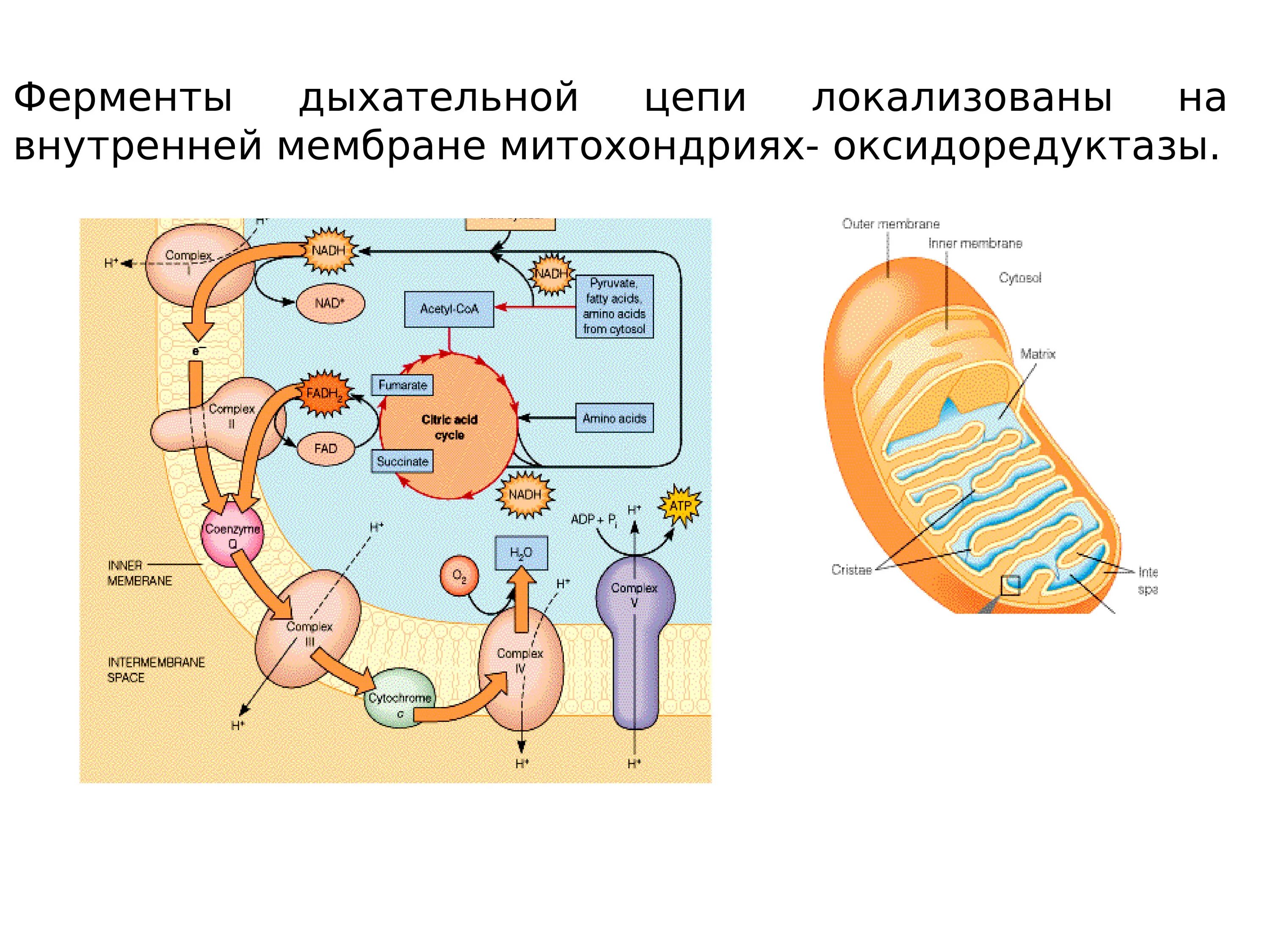 Дыхательная цепь и окислительное фосфорилирование. Цикл Кребса и окислительное фосфорилирование. Дыхательная цепь митохондрий биохимия. Строение митохондрии цикл Кребса. Функции митохондрии синтез белка