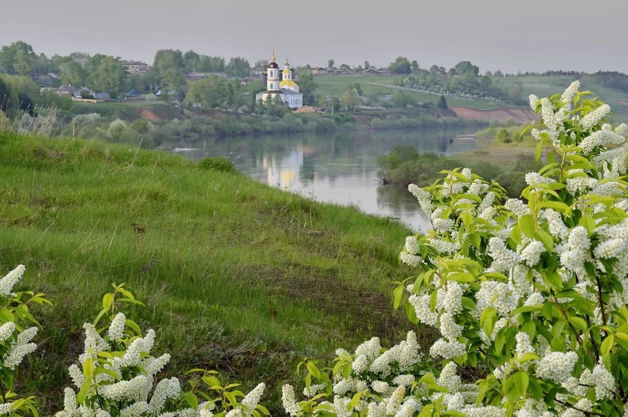 Калужские и тульские перелески. Россия речка черемуха. Деревня черемуха Псков. Село Константиново черемуха. Цветет черемуха в деревне река.