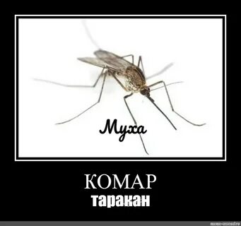 Сбэу комар