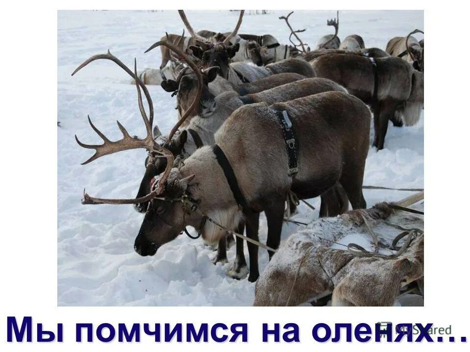 Кто поет песню мы поедем мы помчимся. Кто поет песню мы поедем мы помчимся