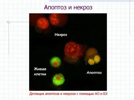 Апоптоз клетки
