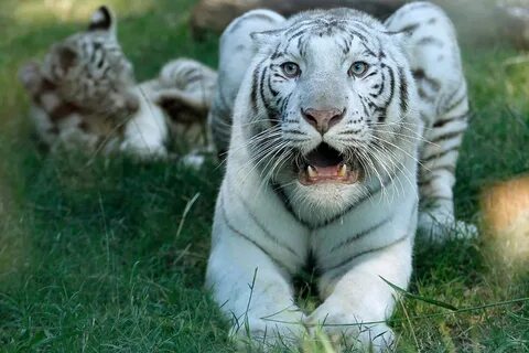 Какие тигры белые