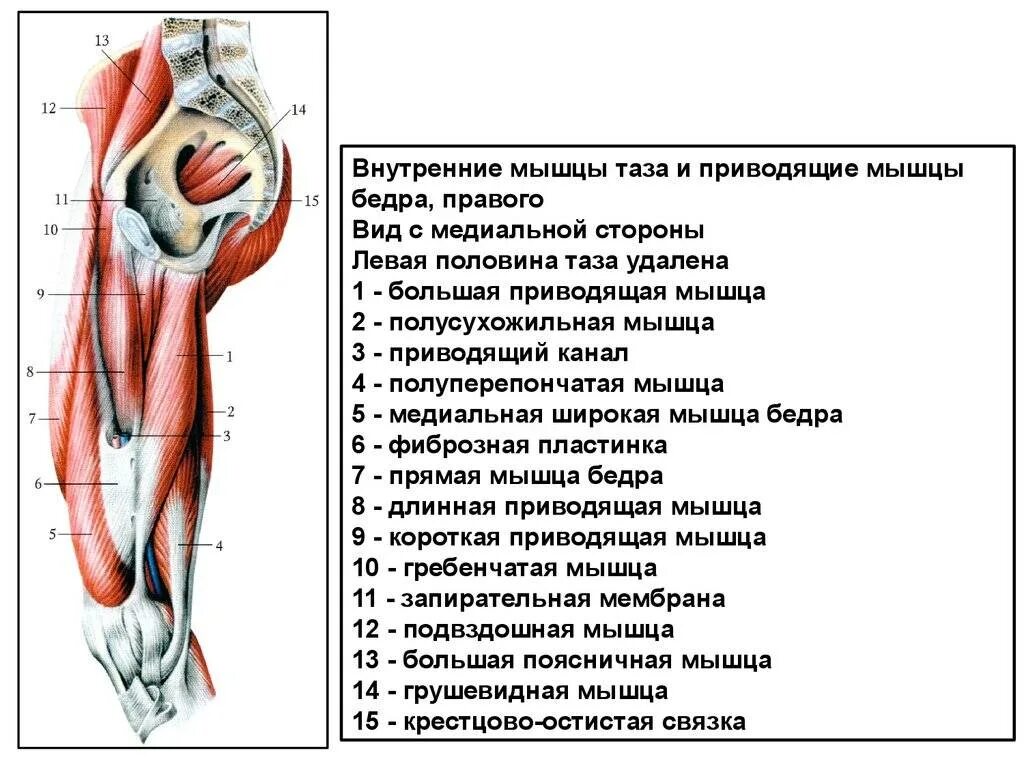 Мышцы приводящие в движение. Короткая приводящая мышца бедра анатомия. Мышцы таза вид спереди. Большая приводящая мышца бедра вид сзади. Приводящая группа мышц бедра анатомия.