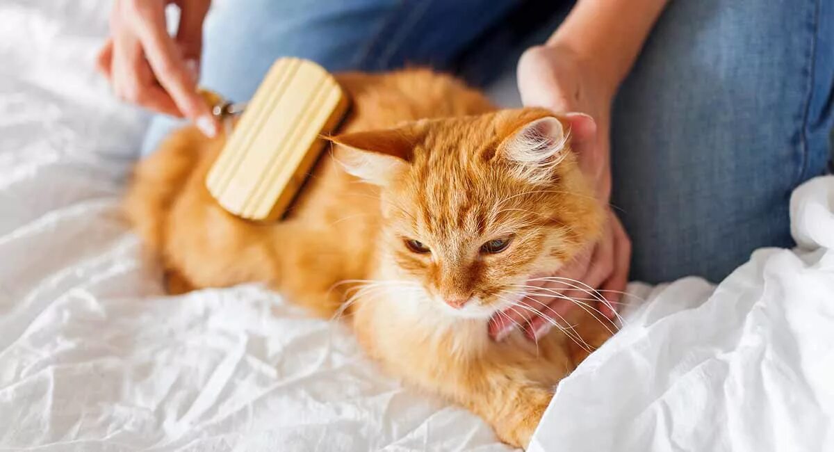 Как вычесывать кошку. Расчесывание кошки. кошку расчесывают. здоровая кошка. забота о кошке.