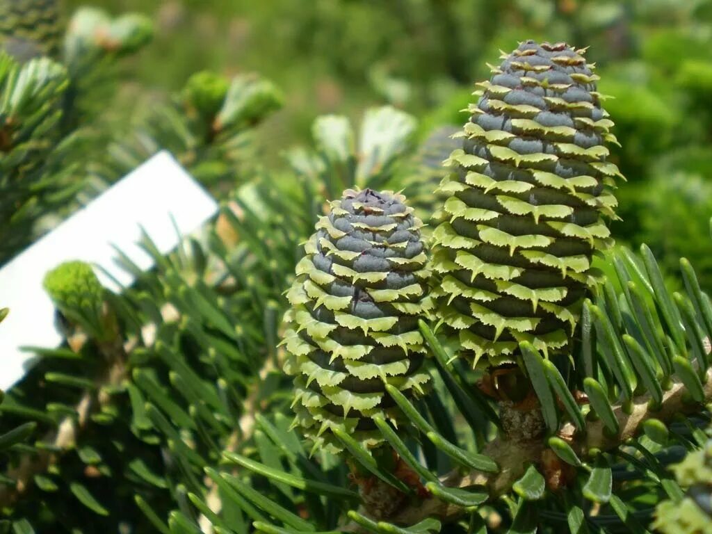 пихта сибирская сильберлок. пихта сибирская шишки. пихта бальзамическая сибирская. пихта корейская molli. пихта корейская цис.