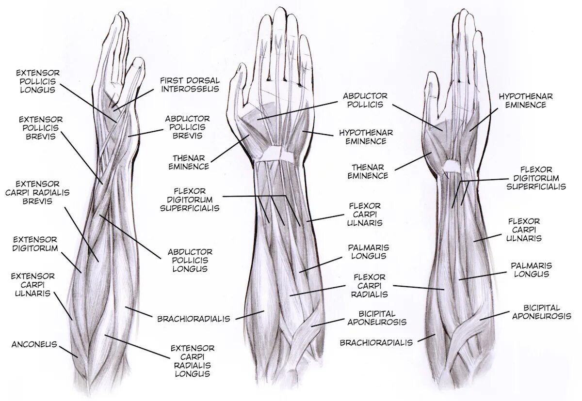 Части руки человека. Мышцы предплечья анатомия человека. Мышцы предплечья схема. Мышцы предплечья и кисти анатомия. Атлас Синельникова мышцы предплечья.