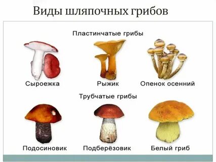 Ядовитые шляпочные грибы примеры
