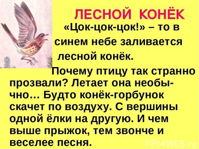 Цок цок текст. Лесной конёк описание. Лесной конек птица описание. Лесной конек птица почему так назвали. Почему птица - конёк.