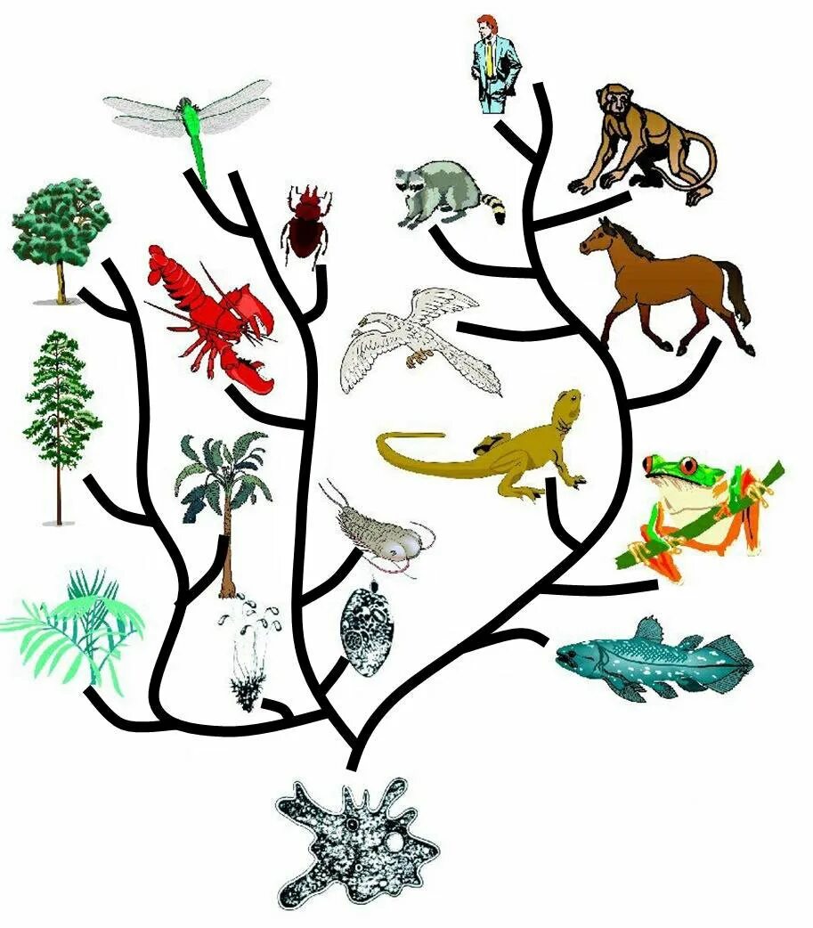 Видовое разнообразие живых организмов. Филогенетическое Древо растений. Эволюционное дерево жизни Чарльза Дарвина.