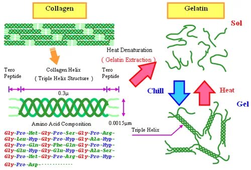 Коллаген из желатина в домашних. Коллаген желатин. Коллаген в желатине. Желатин вместо коллагена. Пищевой желатин это коллаген.