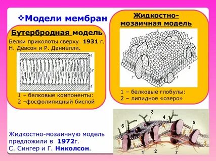 Модели мембран