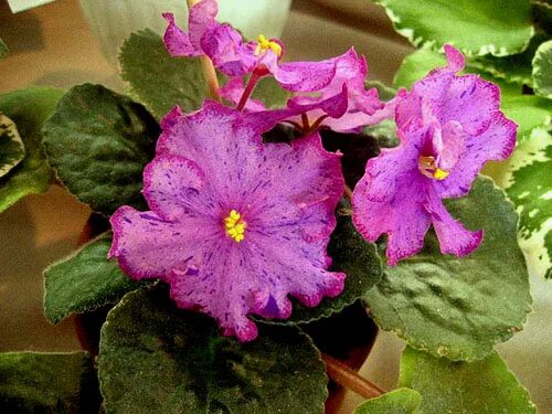 Dean's sonata фиалка. Фиалка фанфан тюльпан. Фиалка джунгарик фото. Фиалка синевир. Ос джунгарик фиалка.