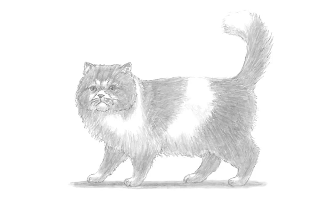 Как нарисовать сибирскую кошку. Пушистый кот. Персидская кошка раскраска. Пушистая кошка раскраска. Пушистая кошка рисунок.
