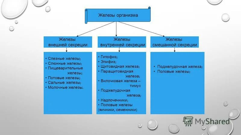 Слезные железы тип секреции. Слезные железы тип секреции. Слезные железы тип секреции. Слезные железы тип секреции. Строение глаза человека слезный мешок.