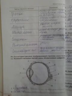 Лабораторная номер 6 по биологии 8 класс