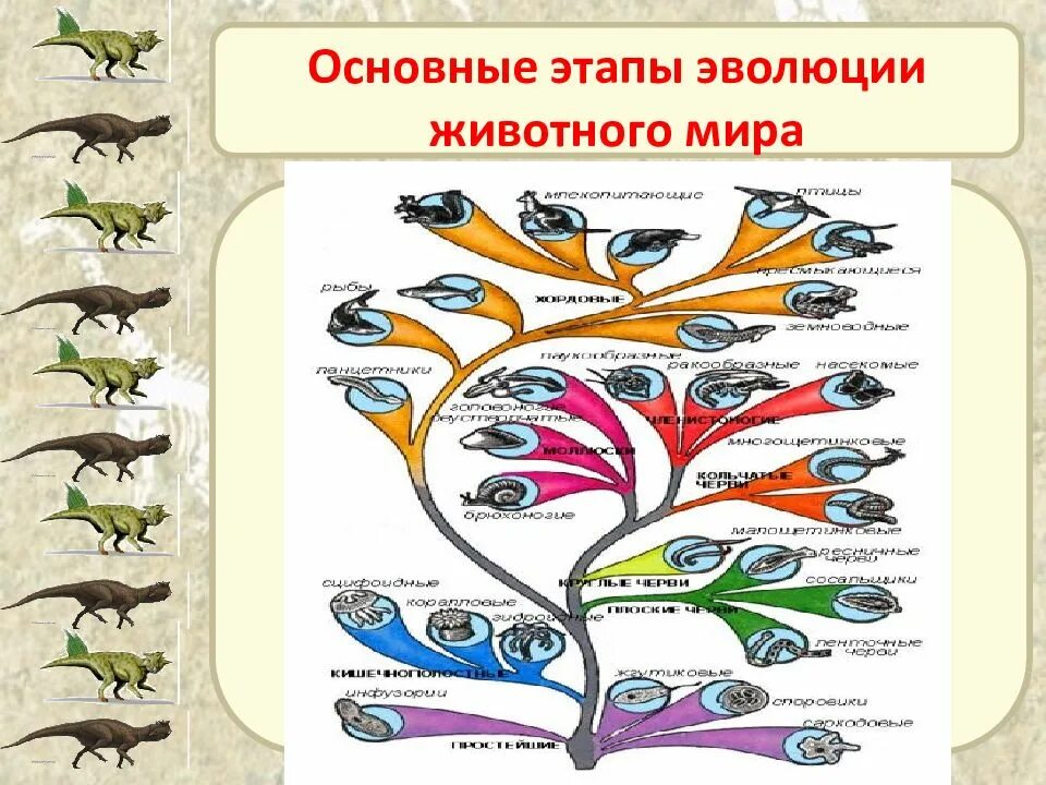 Последовательность появления организмов в эволюции. Этапы эволюции животных. Эволюция животных биология.