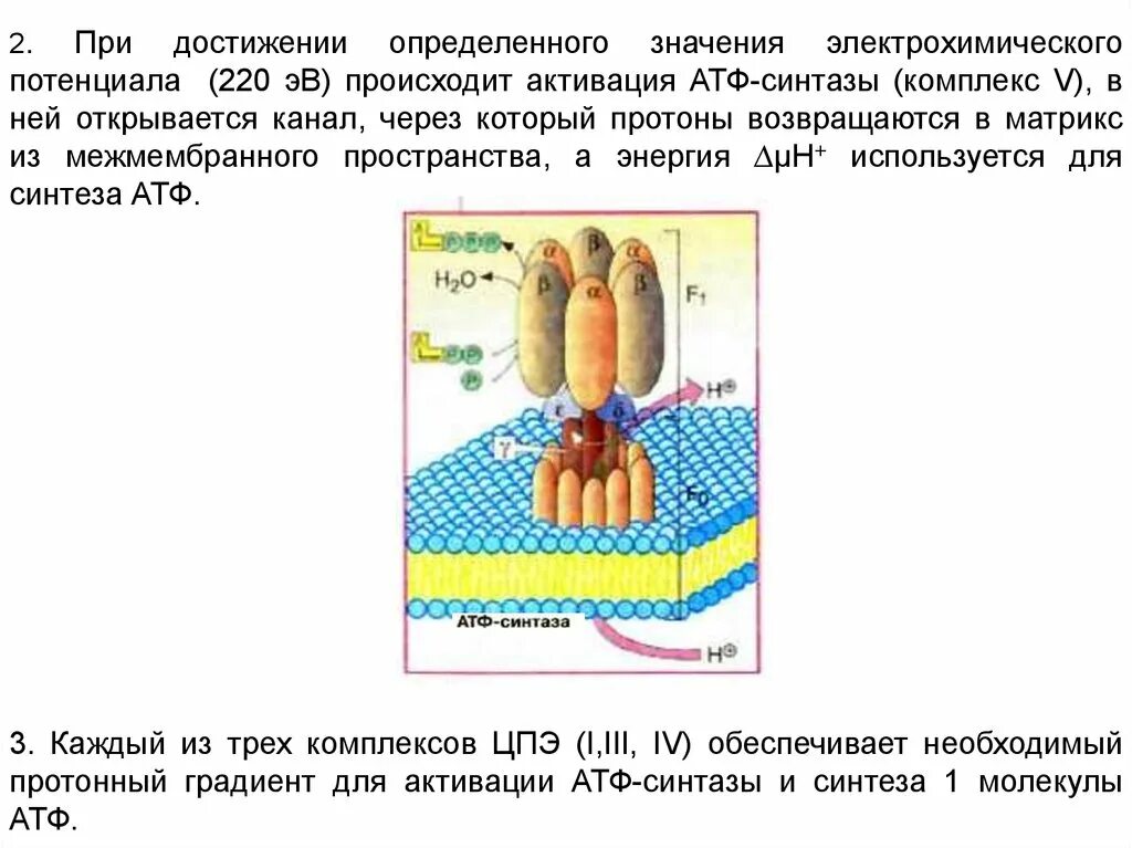 Происходит синтез атф за счет энергии электрохимического. Протонный канал АТФ-синтазы. Межмембранного пространства в Матрикс. Протонный канал АТФ-синтазы образован. Окно электрохимического потенциала.