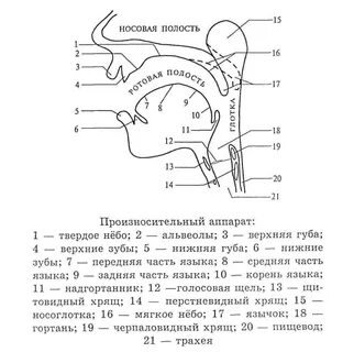 Генеративный отдел голосового аппарата