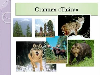 Уровень тайга