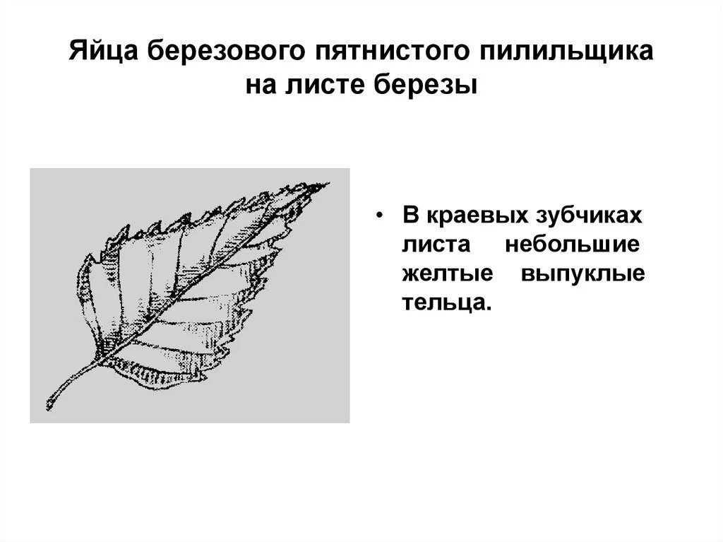 Береза строение листьев. Береза строение листьев