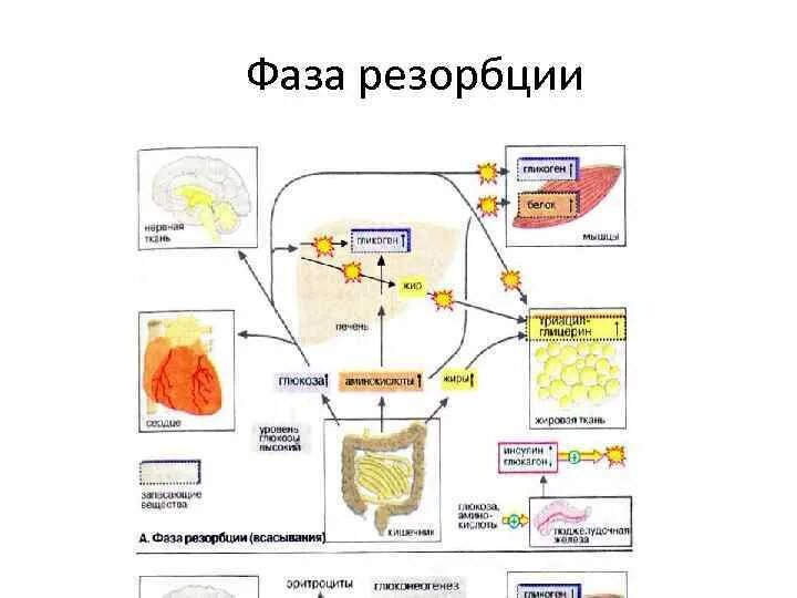 Признаки резорбции. Фаза элиминации и резорбции. фаза резорбции и фаза элиминации. фаза резорбции этанола. фазы резорбции и элиминации этилового спирта.