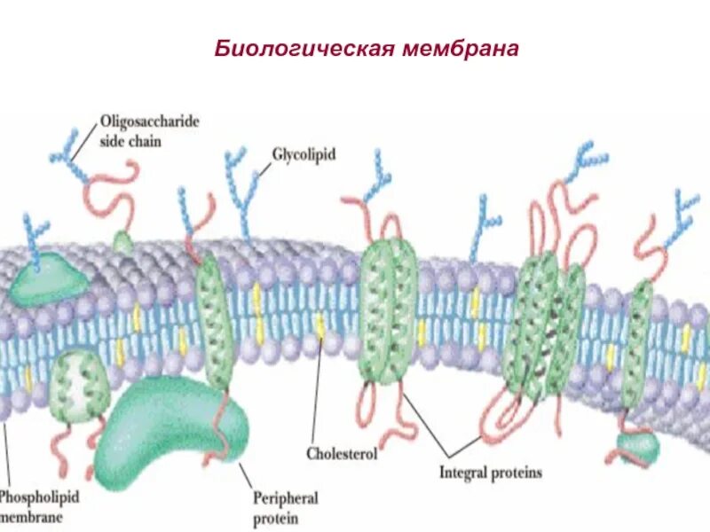 Схема строения биологической мембраны биохимия. Строение биологической мембраны физиология. Структура биологических мембран биохимия. Мембрана биология строение. Организация биологических мембран