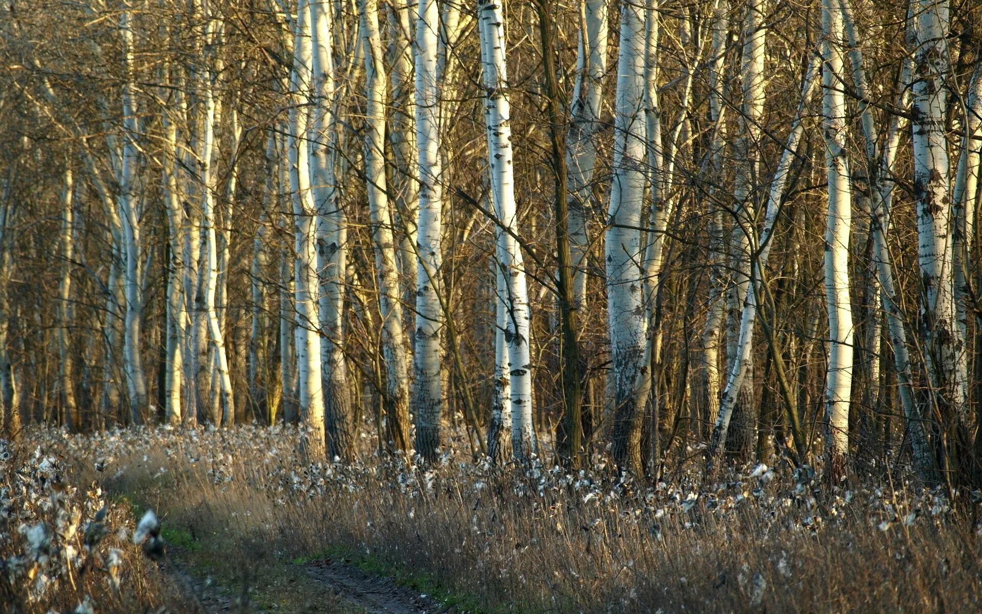 Березовый лес. Весенний лес. Природа Березовая роща.