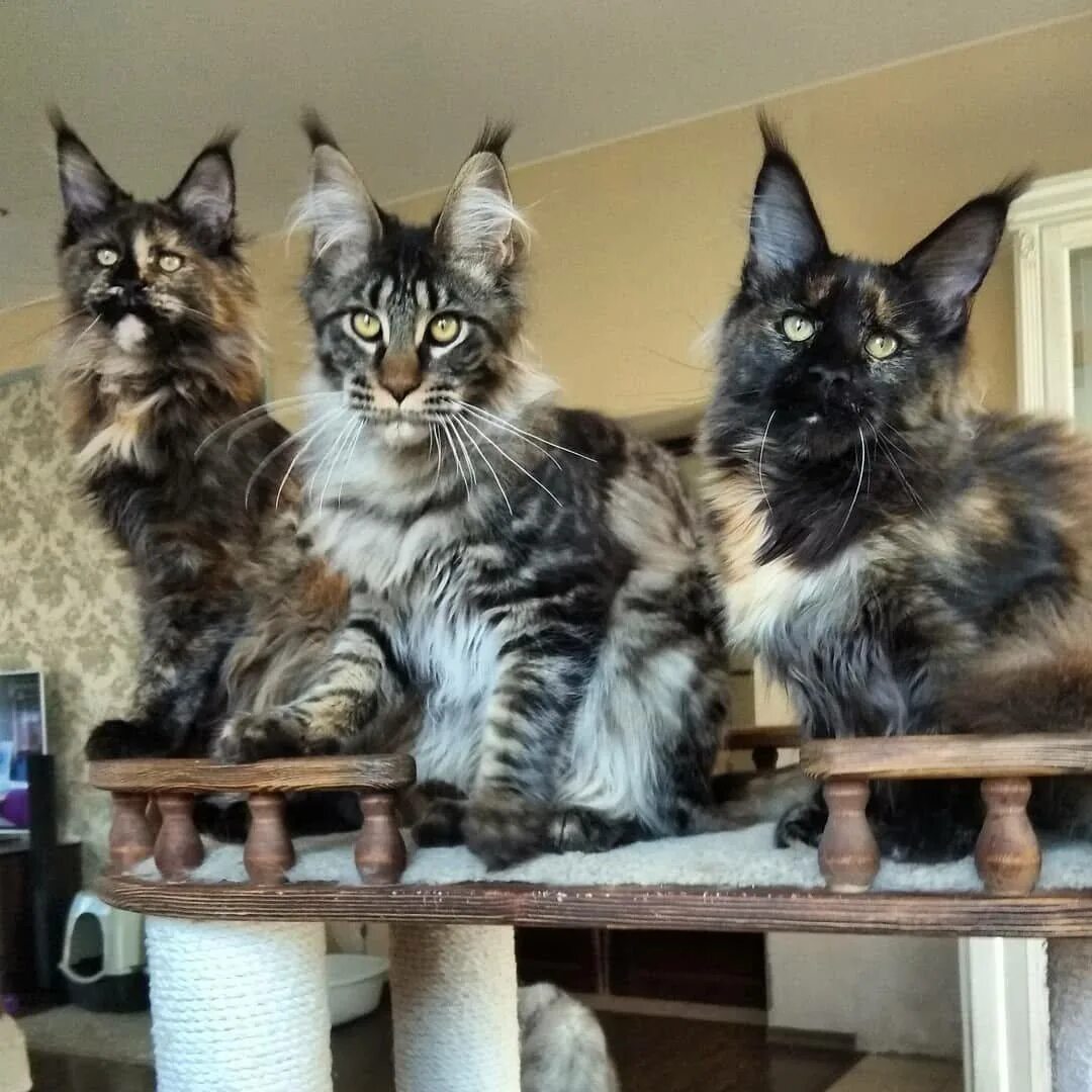 Павел воля про мейн куна. Коты мейн кун. Большая кошка мейн кун. Порода мейн кун. Мейн кун вырос.