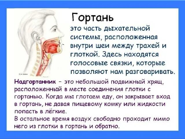 Почему когда глотаешь щелкает. Боль в гортани при глотании.