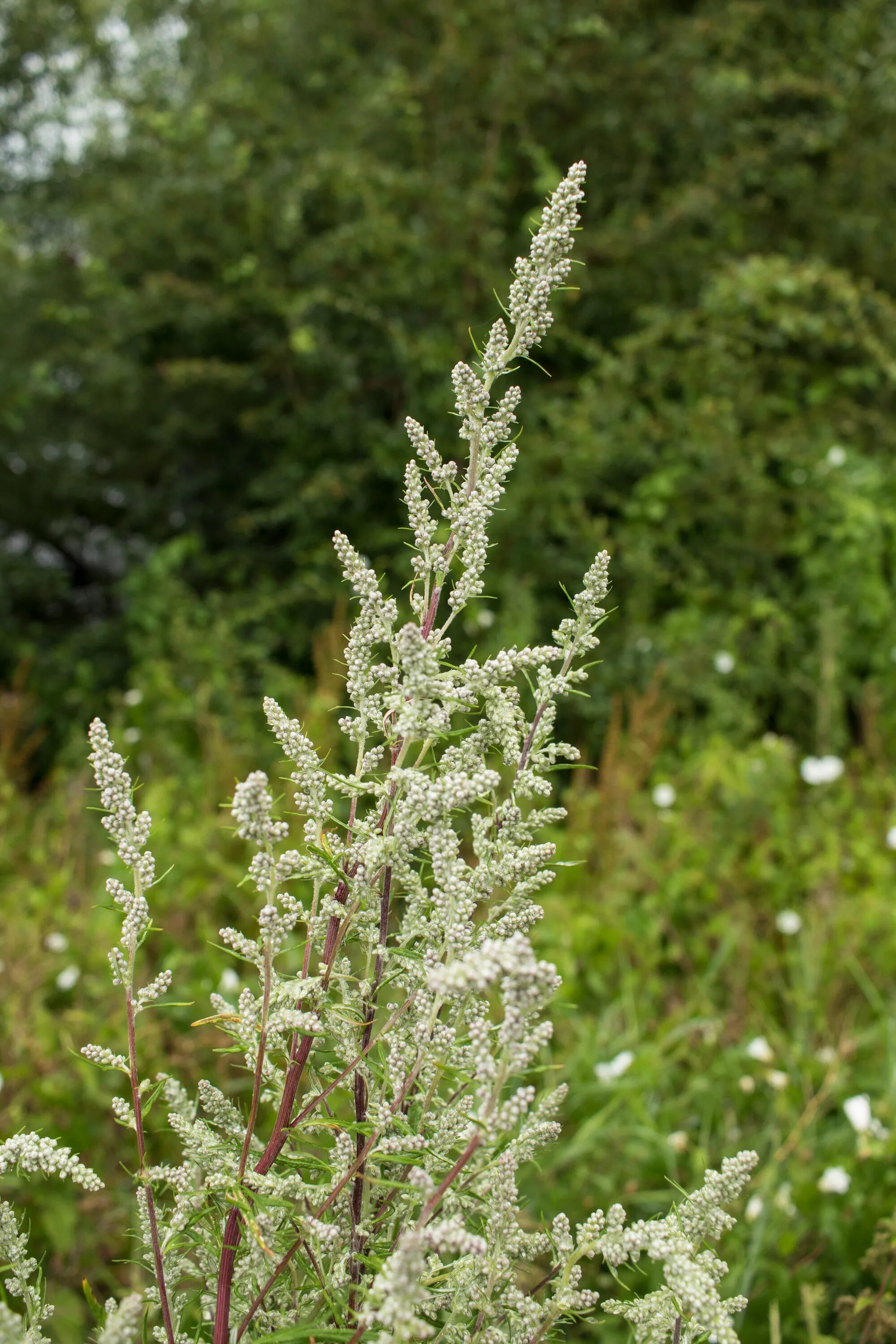 След в полыни. След в полыни. Artemisia commutata bess. Полынь обыкновенная "жанлим". След в полыни.