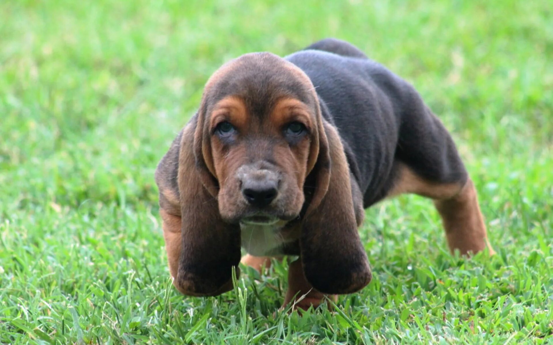 басетхаунт щенки. бассет хаунд. бассет хаунд. порода бассет хаунд щенок. бассет щенок.