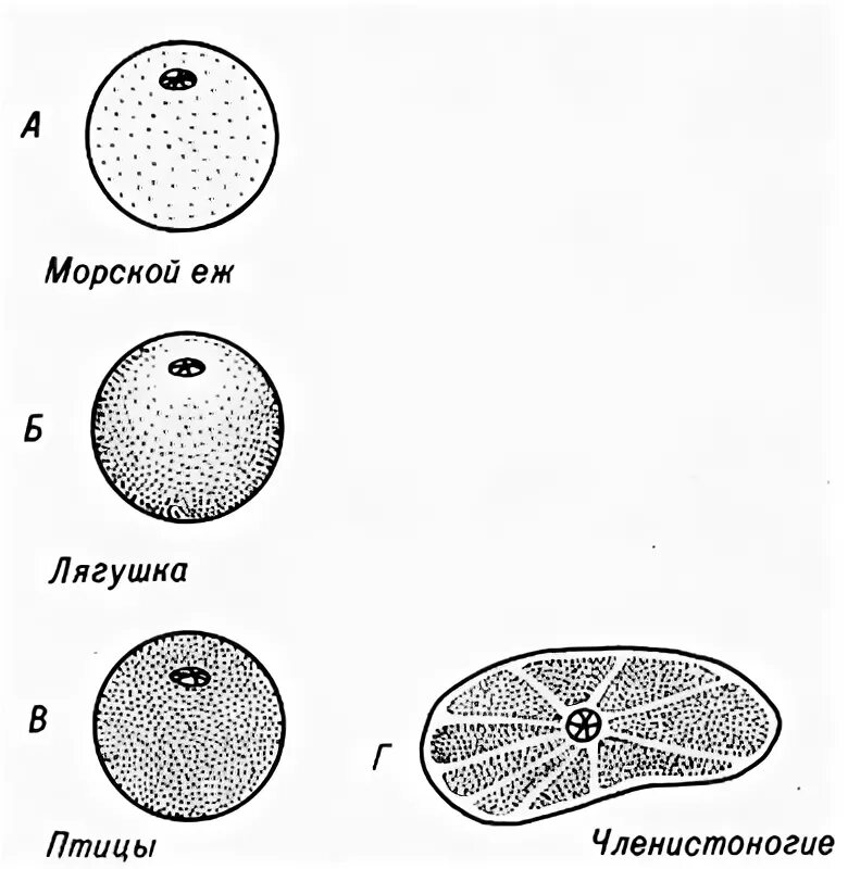 Фотографии КЛЕТОЧНАЯ ЧАСТИЦА