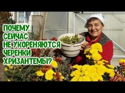 Как черенковать осенью хризантемы мультифлора на зиму