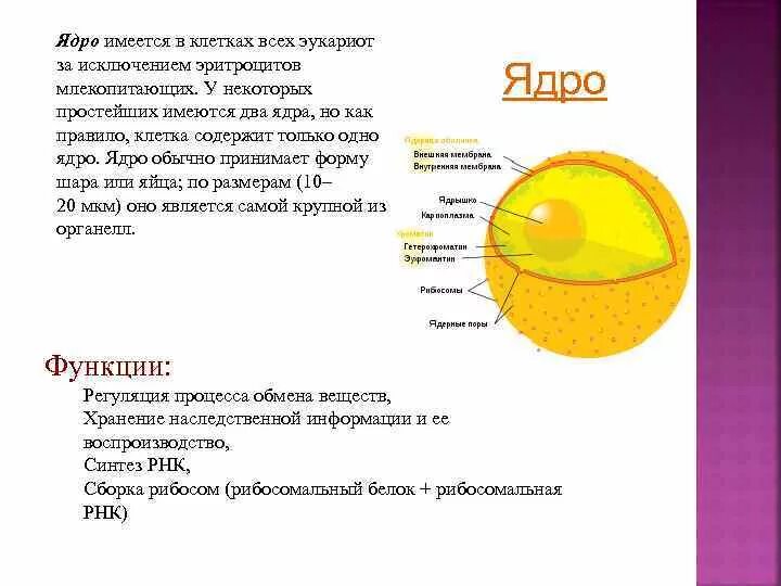 Растворение ядрышка. Ядрышко функции 5 класс. Функции ядрышка в эукариотической клетки. Функции ядра и ядрышка. Ядро и ядрышко.