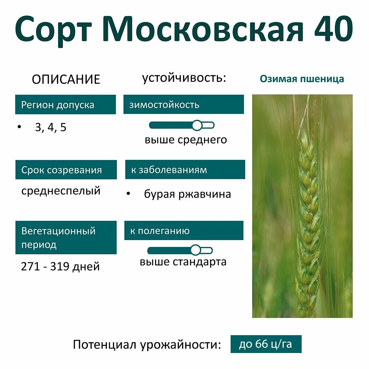 Озимая пшеница вид. Сорт Гром озимая пшеница. Сорта озимой пшеницы и их описание. Популярные сорта озимой пшеницы. Высокоурожайные сорта озимой пшеницы.